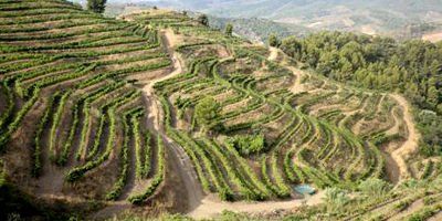 Bodegas Mas Alta