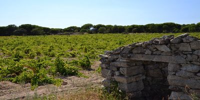 Viñedos de San Martín