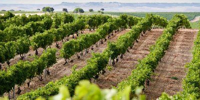 Vinos Sanz