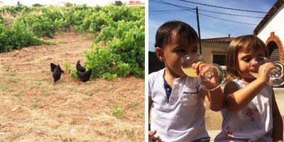 Vinyes Singulars