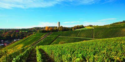 Weingut Robert Weil