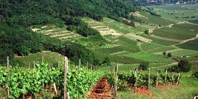 Domaine Zind Humbrecht