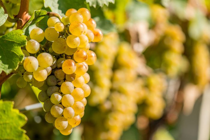 Racimo de uvas de la variedad macabeo o viura justo antes de ser vendimiado.