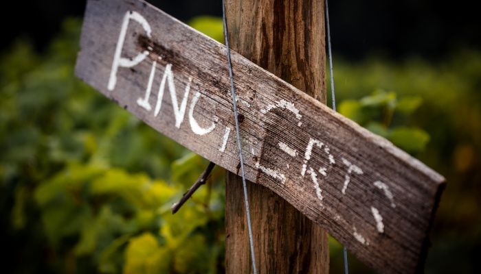 Indicador de madera con el nombre de pinot gris clavado sobre un poste de madera en un viñedo.