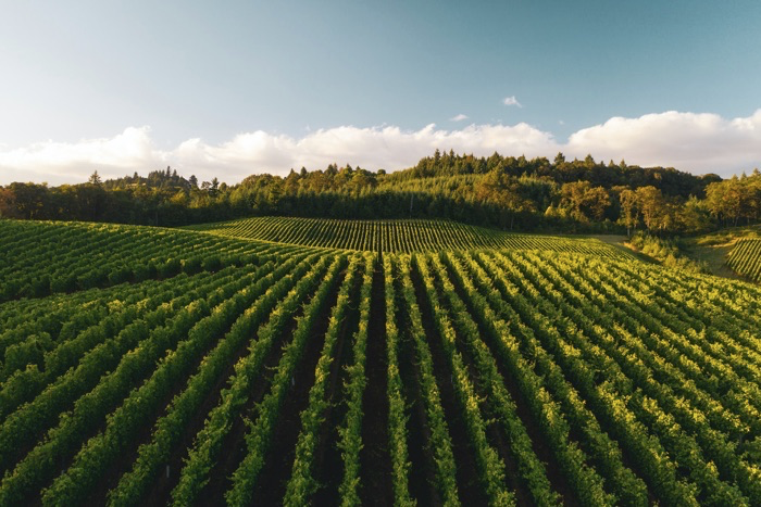 Vineyards