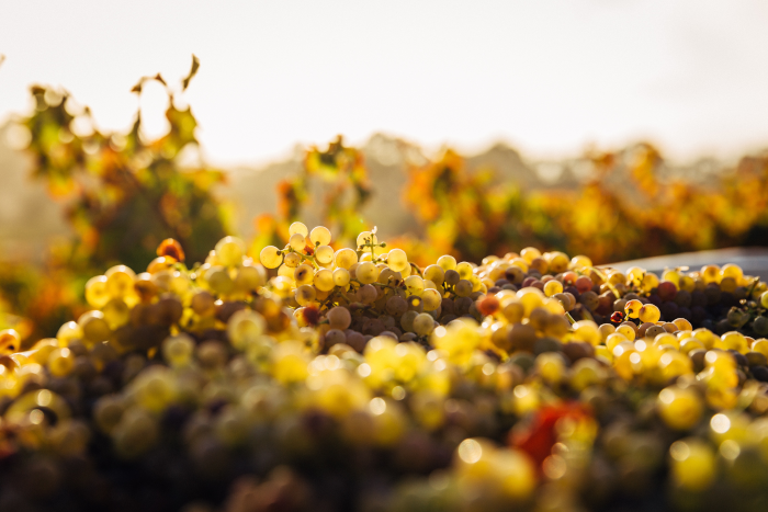 Bunches of white grapes for winemaking harvested in the grape harvest box. Out-of-focus background of the vineyard. Photo by Thomas Schaefer from Unsplash.