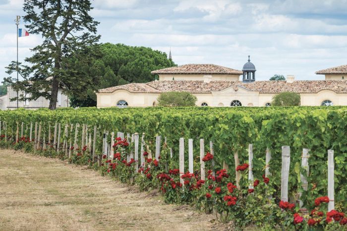 Chateau petrus