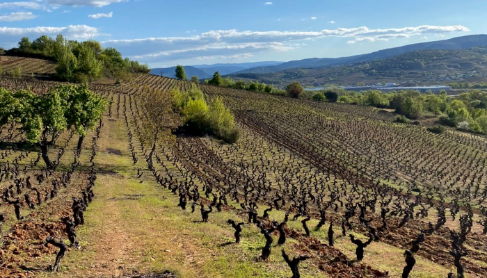 The El Rapolao site from the Michelini i Mufatto vineyard. Photo by Michelini i Mufatto.