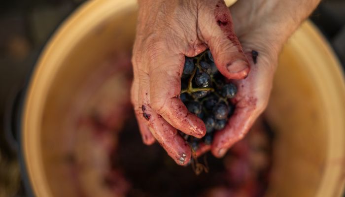 Weathered hands of a farmer holding some red grapes over a clay pot showing wine must inside.