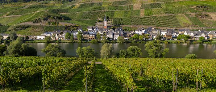 Vista de un viñedo plantado en ladera sobre el río Mosel (Alemania).