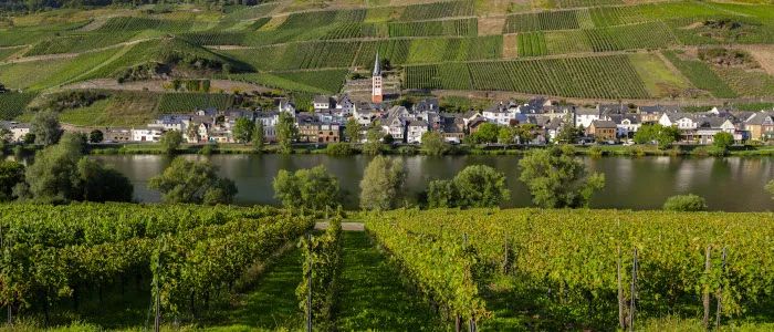 View of a vineyard planted on a slope above the Mosel River (Germany).