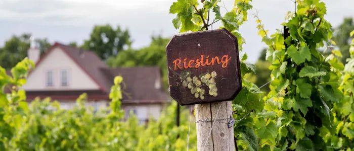 Vineyard of Riesling variety grapes grown on trellises.