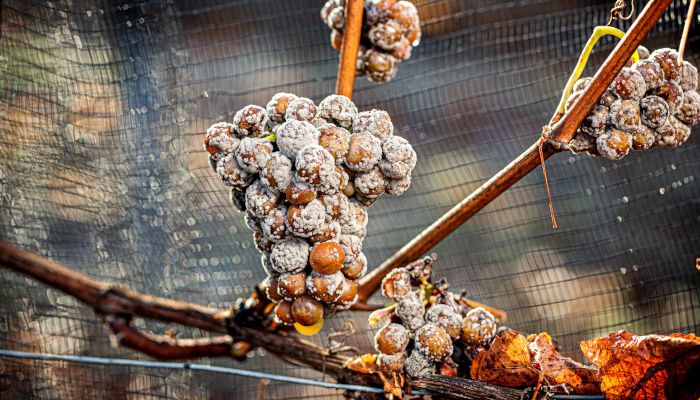Uvas afectadas por el hongo: los granos son de color marrón y la mayoría cubiertos por una capa de aspecto algodonoso. La cepa está protegida por una malla.