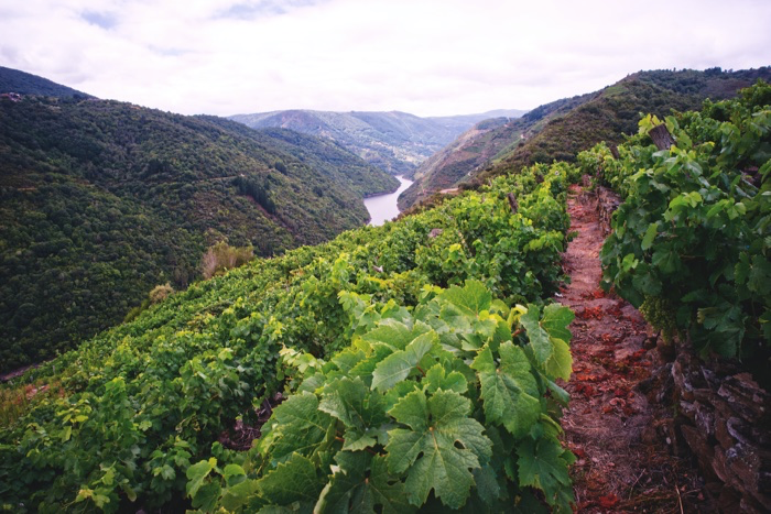 Galicia vineyards