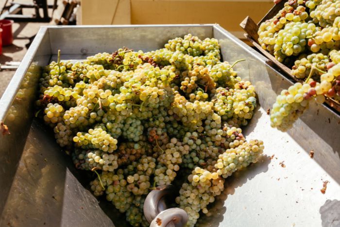 White grapes for wine