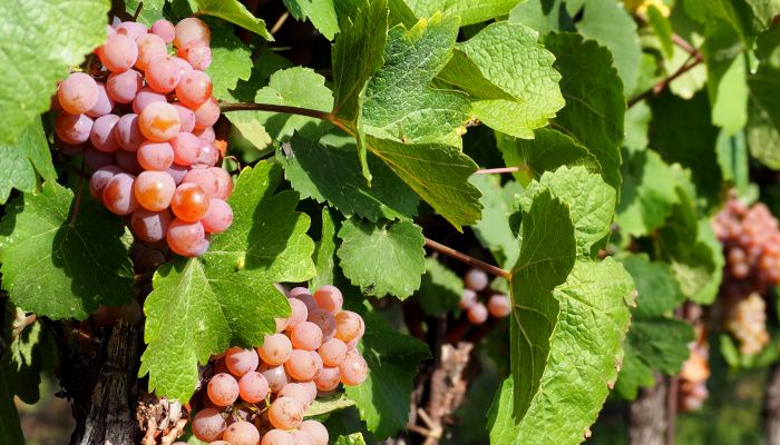 Uvas de pinot gris en la cepa, mostrando el color rosáceo de la piel.