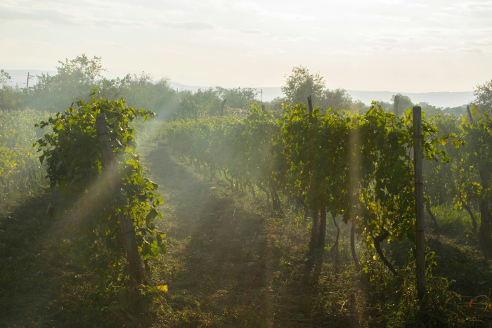 Organic vineyards