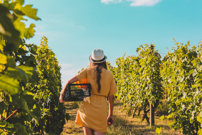 Girl walking among the vines, back view, wears a yellow dress and a white hat, under her left arm she carries a plastic box to collect the ripe grapes.. Photo by Árpád Czapp from Pixabay.