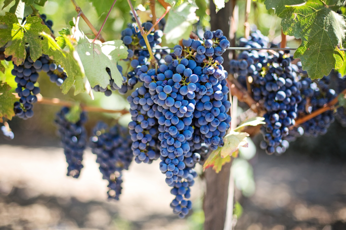 Bunches of ripe black grapes yet to be picked from the vineyard. Photo by Pixabay from Pexels.