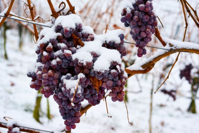 Snow on grapes
