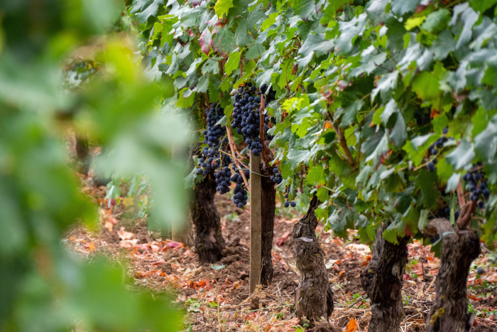 Wooden post between vines in the rows of a vineyard. Photo by Pierre Ducher from Unsplash.