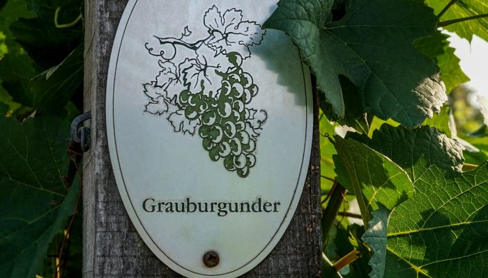 Placa metálica con la imagen de un racimo y el nombre de Brauburgunder sujeto sobre un poste de madera en un viñedo.