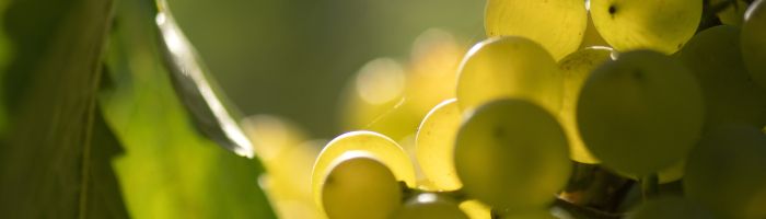 Godello Grape Image