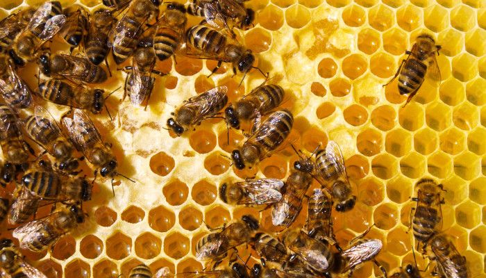 Bees at work on a honeycomb panel.