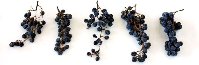 Cinco racimos de uvas de garnacha tintat parcialmente deshidratadas.