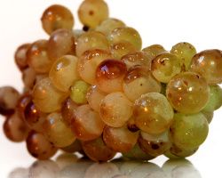 Macabeo: todo lo que necesita saber sobre esta uva y sus vinos