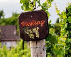 Riesling: tutto quello che c'è da sapere su quest'uva e i suoi vini