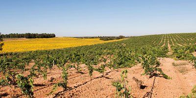 Wine from Bosque de Matasnos · Vinissimus