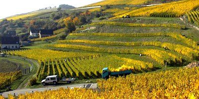 Wine from Domaine Zind Humbrecht · Vinissimus