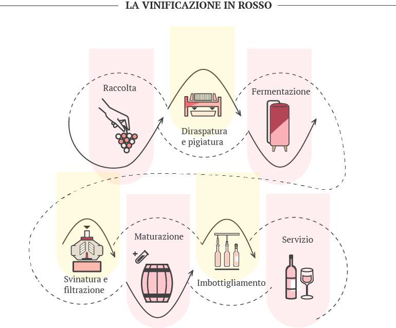 Fermentazione Del Vino